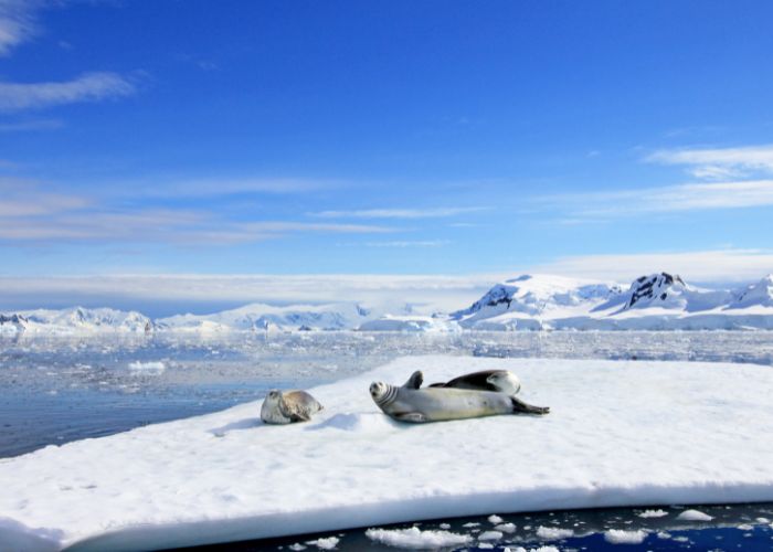 seals resting on an iceberg, likely in the Antarctic region