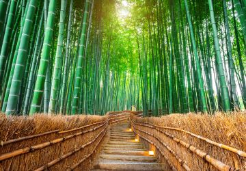 Arashiyama Bamboo Forest japan
