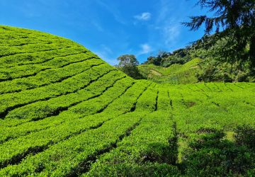 tea plantation in the Cameron Highlands