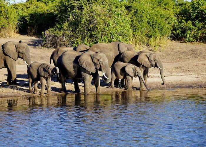 Chobe National Park