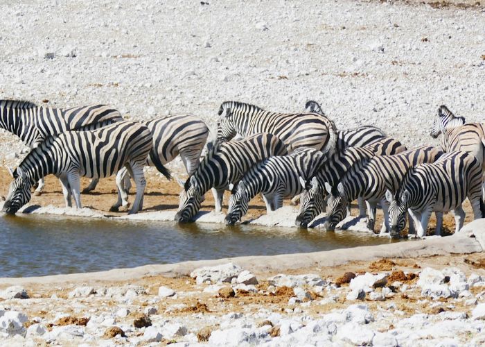 Etosha National Park
