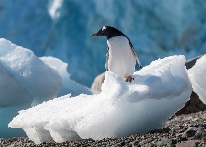 Gentoo penguin (Pygoscelis papua)