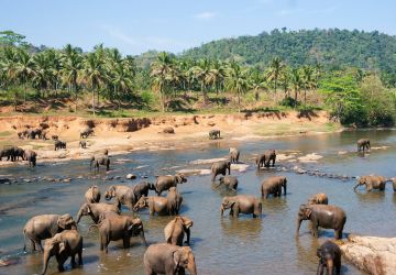 Pinnawala Elephant Orphanage in Sri Lanka