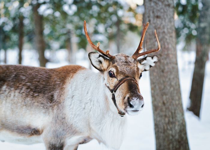 eindeer (also known as caribou in North America