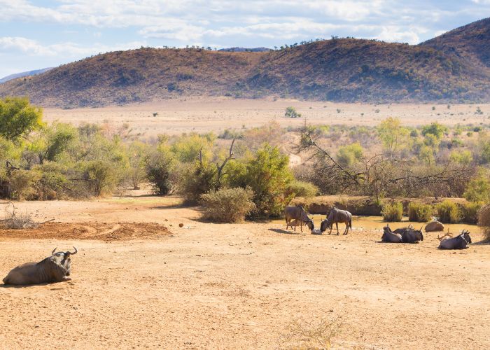 the Pilanesberg National Park in South Africa