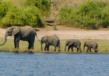 Chobe National Park, Kakoaka, Botswana