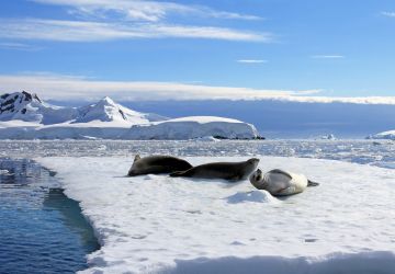 Crabeater Seals