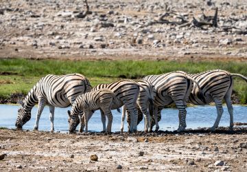Etosha National Park