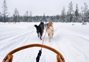 Husky dogs sledge in frozen winter forest in rovaniemi