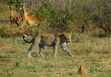 Kruger National Park (2)