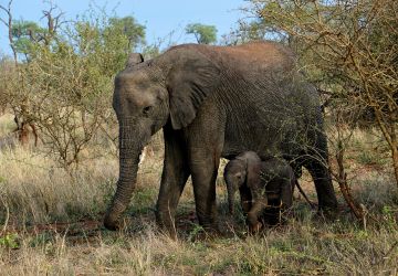 Kruger National Park, Kruger, South Africa
