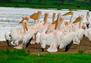 Nakuru, Nakuru County, Kenya (2)