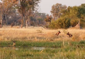 Okavango Delta