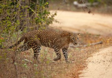Yala National Park Sri Lanka