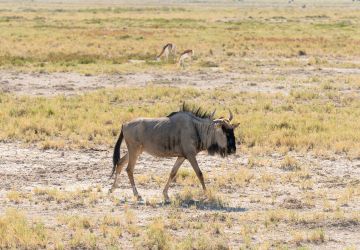 A blue wildebeest at waterhole, okaukuejo, etosha national park, namibia