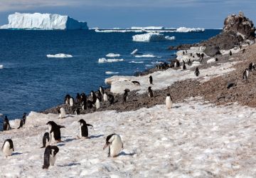 penguin colony, likely located along the coast of the Antarctic continent