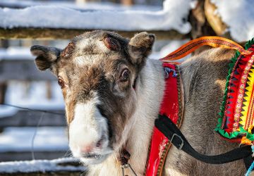 reindeer, also known as caribou in North America
