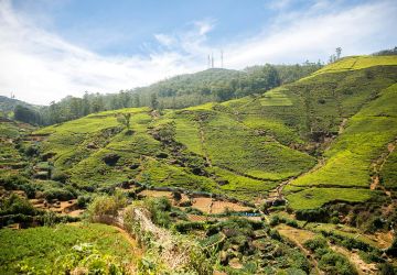 terraced tea plantations and hills of Nuwara Eliya